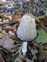schopftintling_576x768.webp