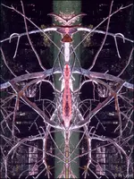 F074.webp