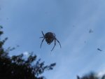 P1020019spinne.jpg