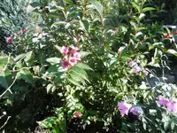 P1020006weigelie.webp