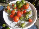 P1020022tomaten.jpg