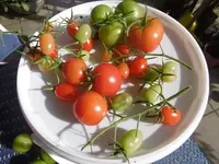 P1020022tomaten.webp