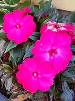 20170921_173216.webp