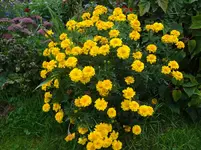 DSC02348.jpg