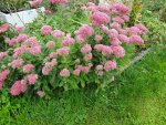 DSC02350.jpg