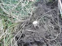 P1020037spinne.webp