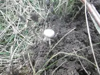 P1020036spinne.webp