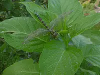 P1020034libelle.webp
