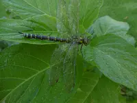 P1020033libelle.webp