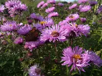 006.webp