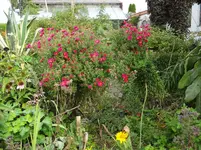 DSC02372.webp