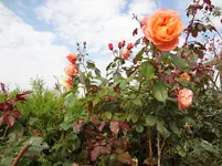 DSC02373.webp