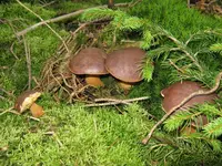 013_1024x768.JPG