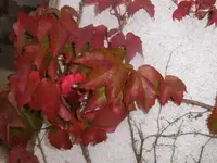 DSCI2197 (2).webp