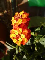 P1070175.webp