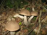 hainbuchenröhrling nest_1024x768.JPG