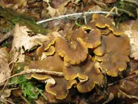 trompeten nest_1024x768.webp