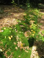 goldröhrlings nest_576x768.JPG