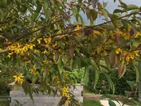 2017-09-20 Forsithie.webp