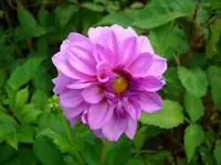 DSCI0692.webp