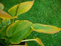 DSCI0694.webp