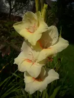 DSCI0698.webp
