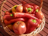 P9230483.webp