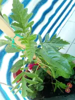 IMG_20170925_095924.webp
