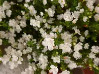 P1010651.webp