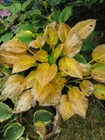 010_576x768.webp