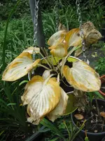 013_576x768.JPG