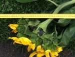 G_Riesen Sonnenblume_4,38m_Blütenkopf I__14.09.2017_©mr.JPG