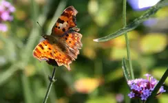 Schmetterling3017.webp
