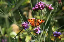 Schmetterling 3217C.Falter0217.webp