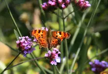 Schmetterling 3217C.Falter0317.webp