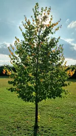 IMG_20170925_161816299_HDR.webp