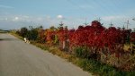 IMG_20170925_165116943.jpg