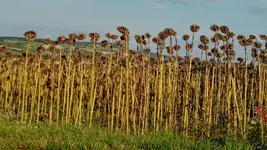 IMG_20170925_164532204.webp