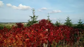 IMG_20170925_165145100.webp