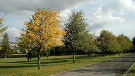 IMG_20170925_161837034.webp