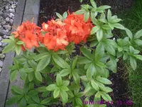 Azalee.webp