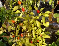 Chili eigen1.webp