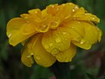 Tagetes im Regen -Kia ora v.jpg