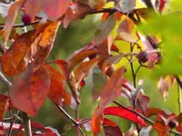 P1020560.webp