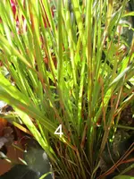 IMG_1418-001.webp