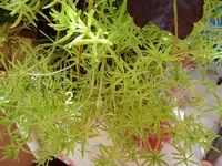 IMG_1416-001.webp