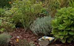 Hangbeet_Rindenmulch aufbringen2_800.webp Hangbeet_Rindenmulch aufbringen2_800.webp