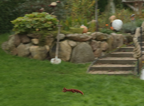 Eichhörnchen_27092017_640.JPG