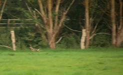 Hasenjags_270917_1_800.webp Hasenjags_270917_1_800.webp