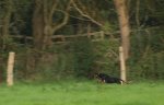 Hasenjagd_Page_270917_2_800.JPG